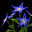 Blue Star Flower