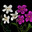 Impatiens