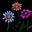 Chrysanthemum