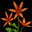 Tiger Lilly