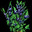 Blue Berries