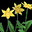 Daffodils