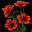 Poppies