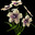 Henbane