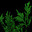 Mugwort