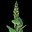 Mullein