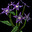 Nightshade