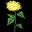 Yarrow
