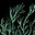 Wormwood