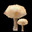 White Chanterelle