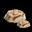 Tree Mushroom