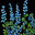 Blue Lupine