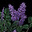 Lilacs