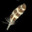 Hawk Feather