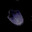 Black Dragon Scale